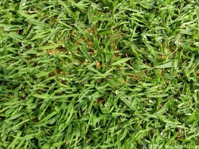結(jié)縷草種子怎么催芽？