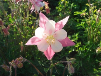 小花耬斗菜種子多少錢一斤？