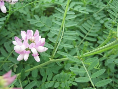 小冠花種子在播種后多久發(fā)芽？