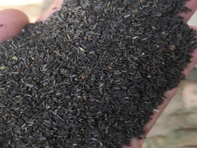 黑心菊種子什么時(shí)候成熟？