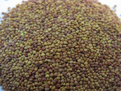 每畝用多少斤白三葉草種子？