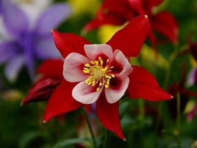 大花耬斗菜當(dāng)年種開花嗎？