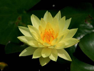 睡蓮種子不開口可以發(fā)芽嗎？