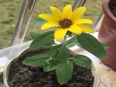 矮向日葵種子種多久開花？
