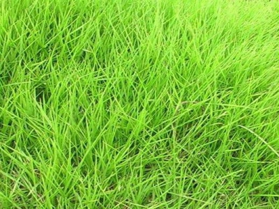 狗牙根草坪跟天鵝絨草坪的區(qū)別是什么？