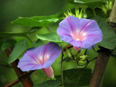 牽?；ǚN子幾天發(fā)芽出苗？
