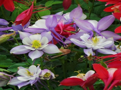 耬斗菜種子幾天后發(fā)芽？