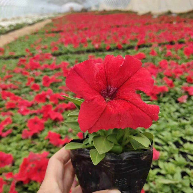 正紅大紅色矮牽?；ǘ?/></p><p style=